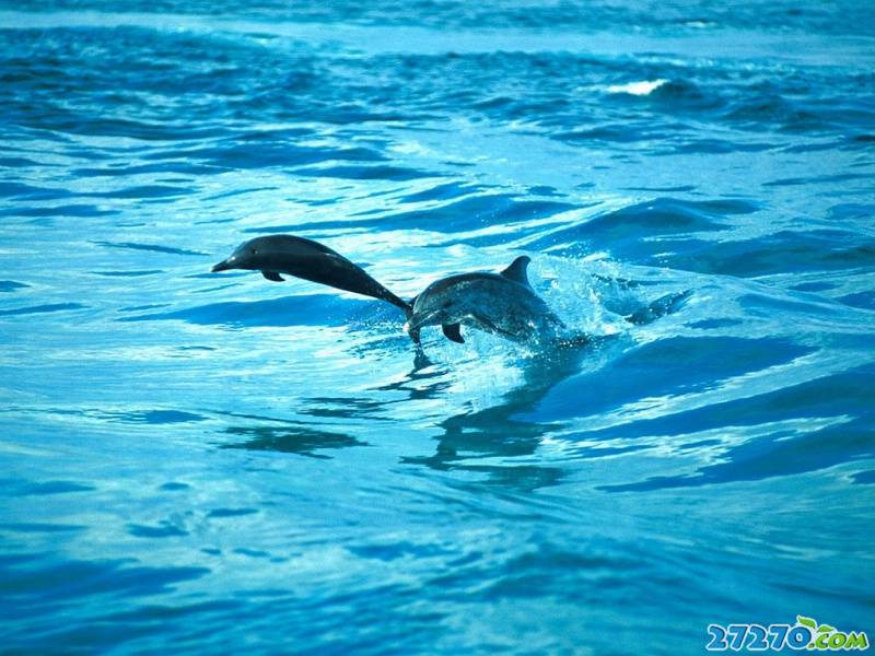 点击大图看下一张：海洋精灵 海豚