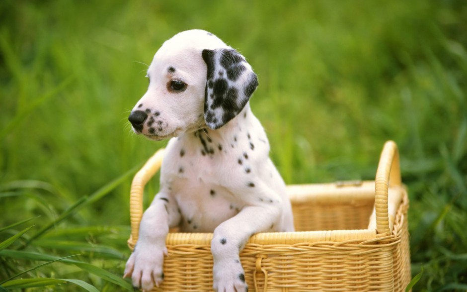 点击大图看下一张：大麦町犬幼崽可爱草丛写真图片