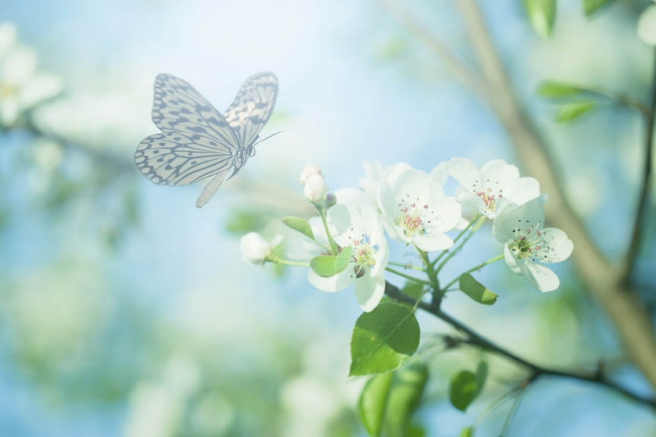 点击大图看下一张：超清的蝴蝶与花朵唯美图片