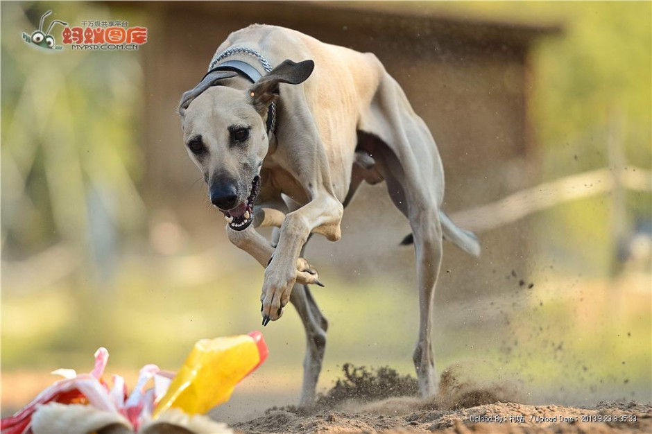 点击大图看下一张：澳洲灵缇犬荒地赛跑图片