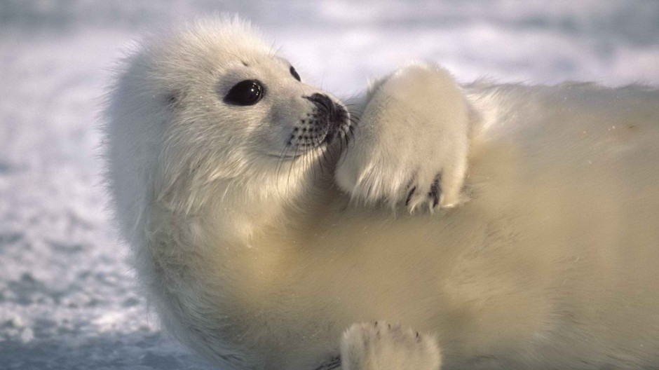 点击大图看下一张：可爱北极海豹图片特写
