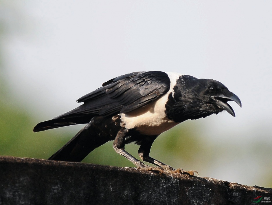 点击大图看下一张：黑乌鸦意境摄影图片欣赏
