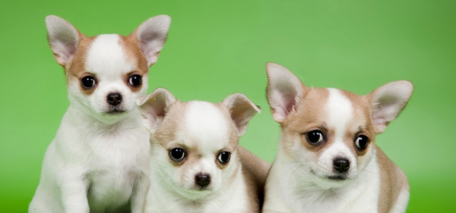点击大图看下一张：三只可爱的吉娃娃小狗图片