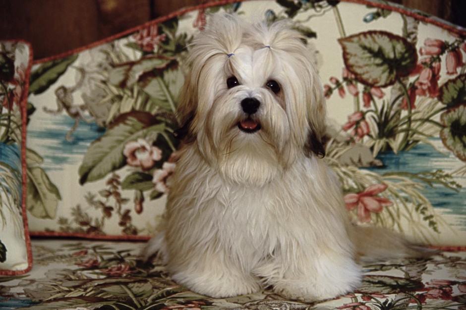 点击大图看下一张：漂亮乖巧的拉萨犬图片