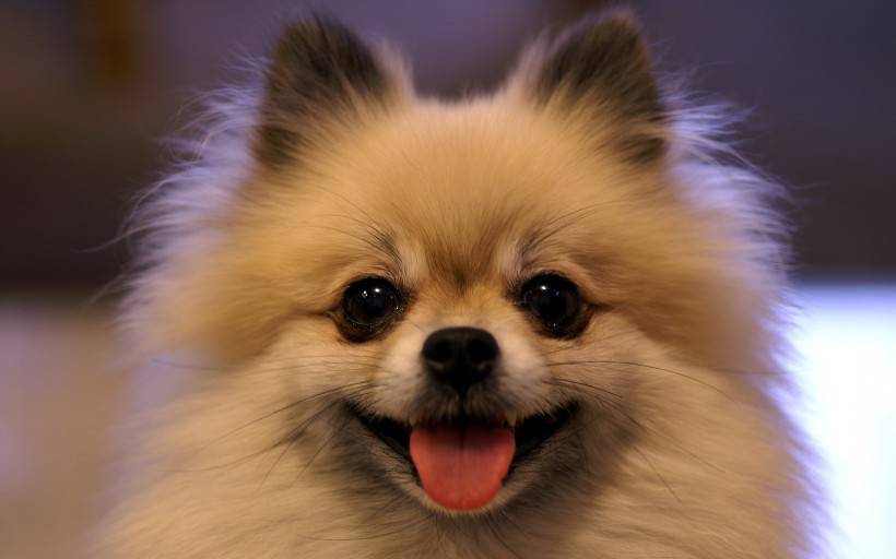 点击大图看下一张：胖嘟嘟的可爱白博美犬图片