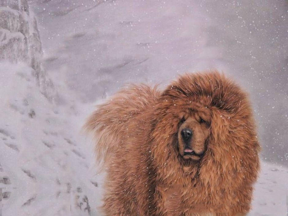 点击大图看下一张：巨型藏獒犬雪地漫步图片