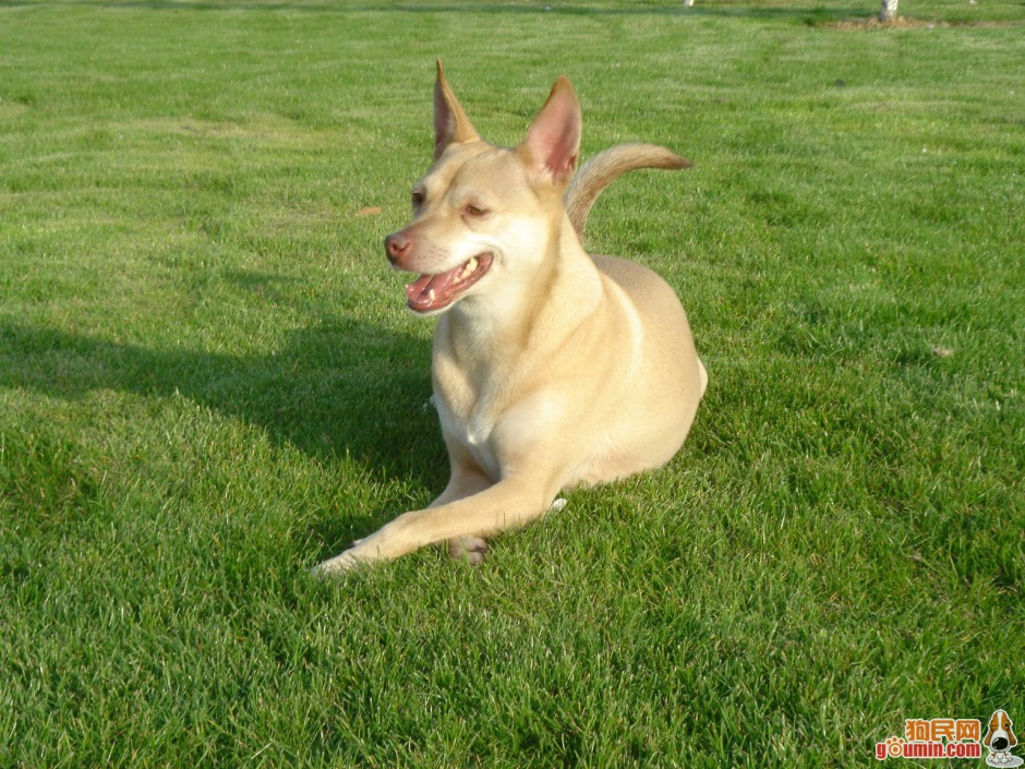 点击大图看下一张：法老王猎犬趴着晒太阳图片