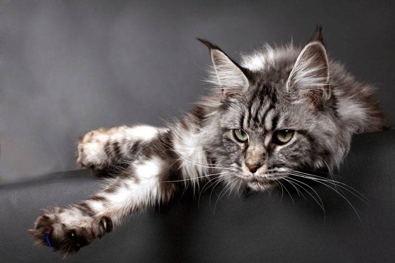 点击大图看下一张：慵懒伸腰的缅因猫图片