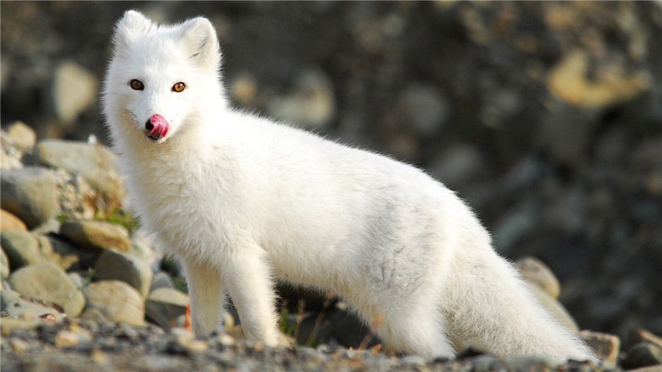 点击大图看下一张：优雅漂亮的北极狐高清摄影图片