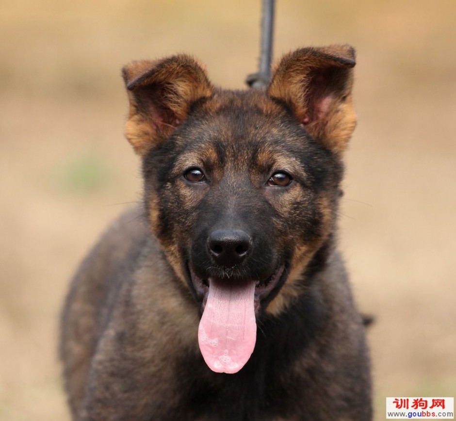 点击大图看下一张：小昆明犬吐舌卖萌图片