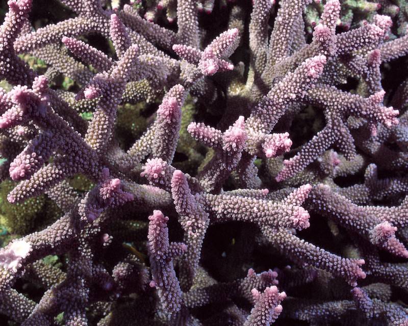 点击大图看下一张：小丑鱼珊瑚海洋动植物图片