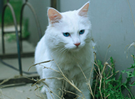 招人喜爱的蓝眼白猫的图片