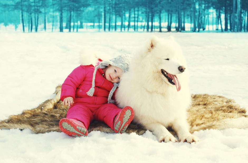 点击大图看下一张：萨摩耶犬可爱唯美动物图片壁纸