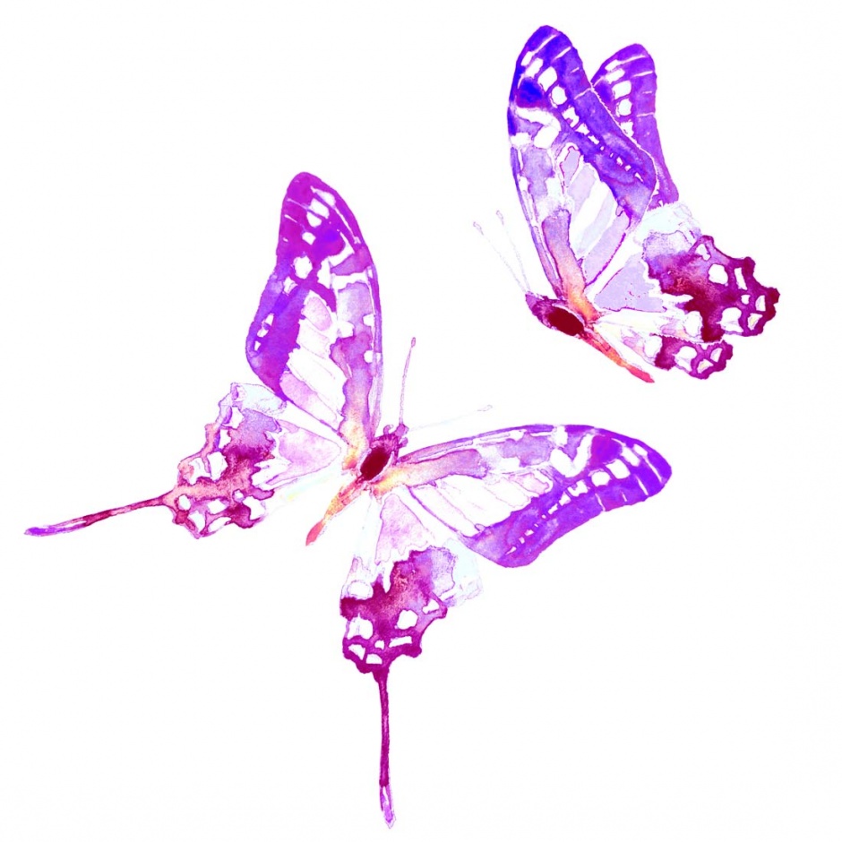 点击大图看下一张：画工精巧细致的彩绘蝴蝶高清图片