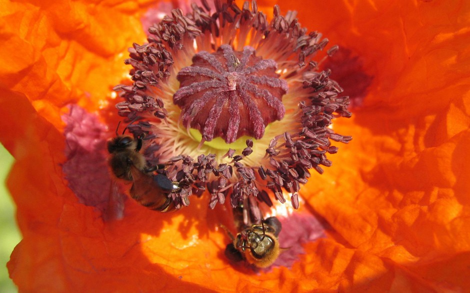 点击大图看下一张：春天花园勤劳的小蜜蜂图片精选