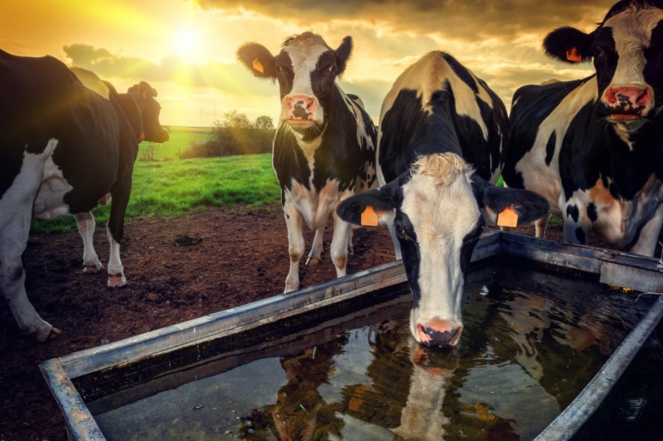 点击大图看下一张：牧场喝水的奶牛图片赏析