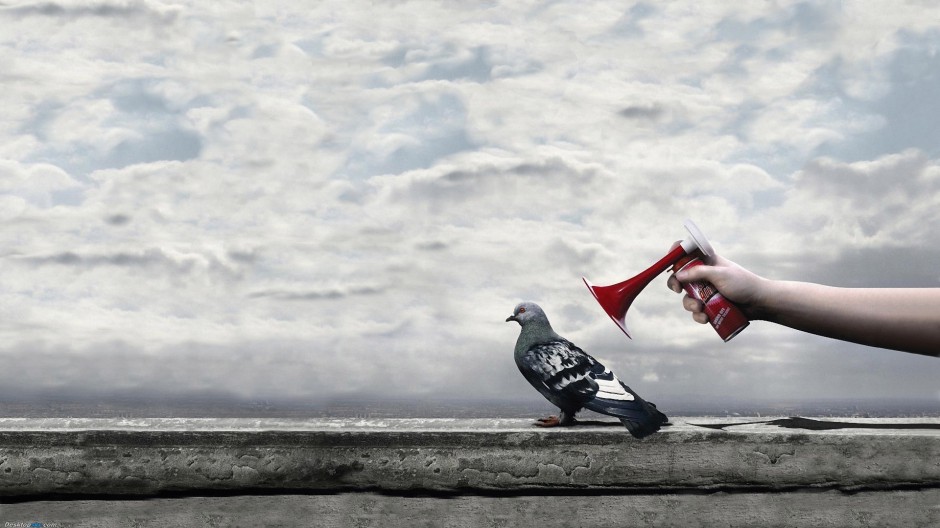 点击大图看下一张：身姿矫健的荷兰信鸽图片