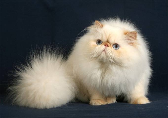 点击大图看下一张：表情丑萌的喜马拉雅种猫图片
