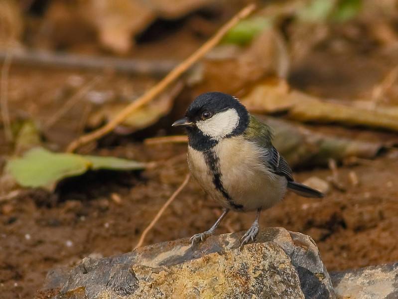 点击大图看下一张:漂亮鸟类图片高清特写