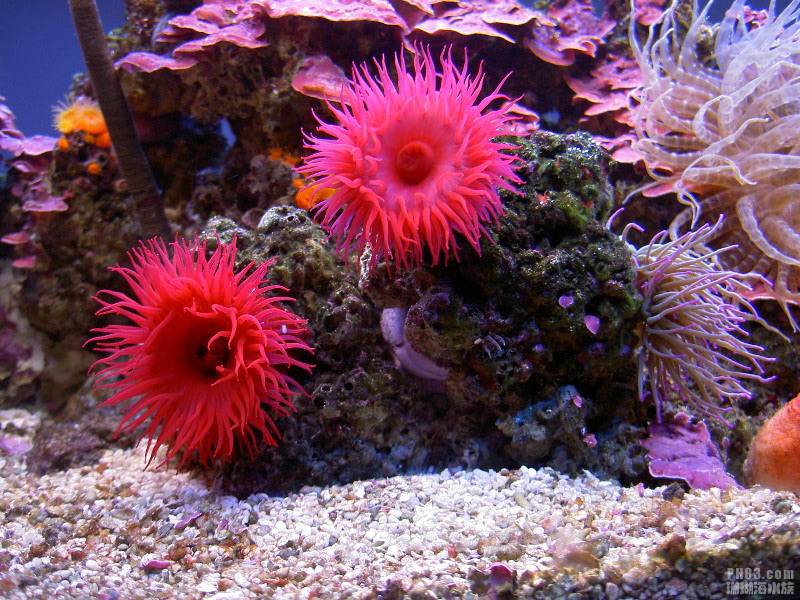 点击大图看下一张：海底世界集群海葵动物图片