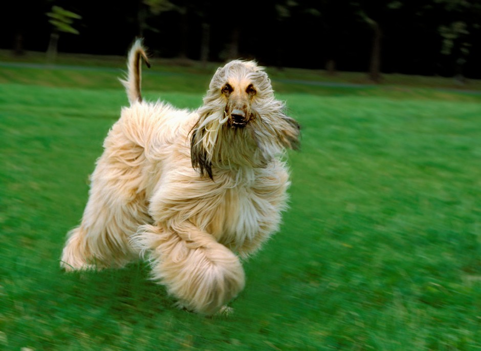 点击大图看下一张：阿富汗猎犬奔跑玩耍图片