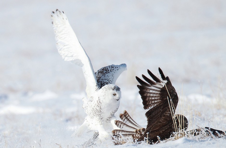 点击大图看下一张：凶猛动物雪鸮捕食图片