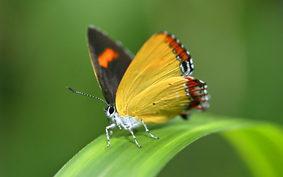点击大图看下一张：动物世界昆虫高清摄影图片