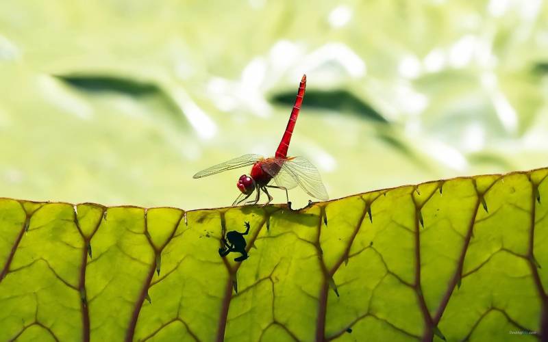 点击大图看下一张：夏天美丽的蜻蜓高清图片