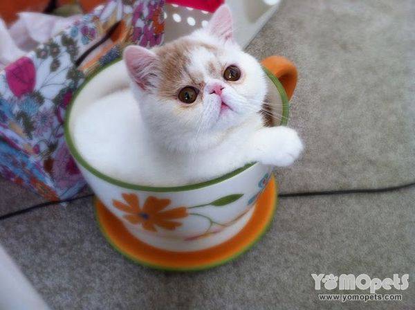 点击大图看下一张：微型动物茶杯猫图片真实图片