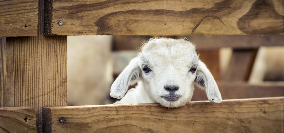 点击大图看下一张：栅栏里可爱的小绵羊图片