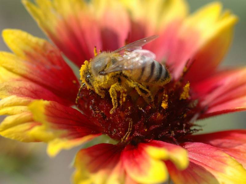 点击大图看下一张：丛中采蜜的小蜜蜂精美高清特写图片