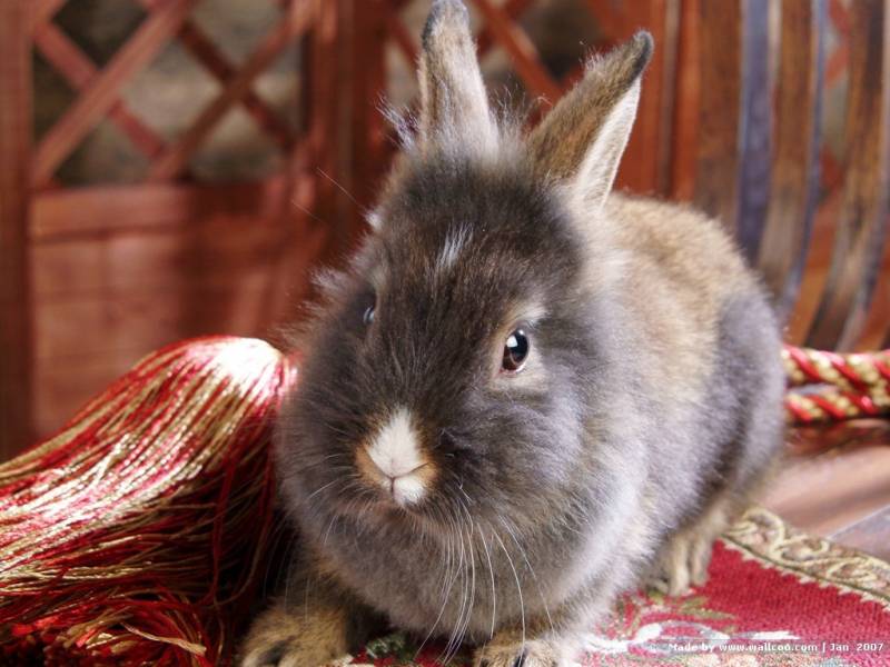 点击大图看下一张：可爱温顺的小兔子图片大全