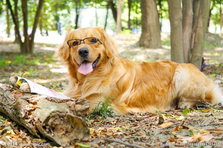 点击大图看下一张：纯种金毛寻回犬变文艺狗戴眼镜图片