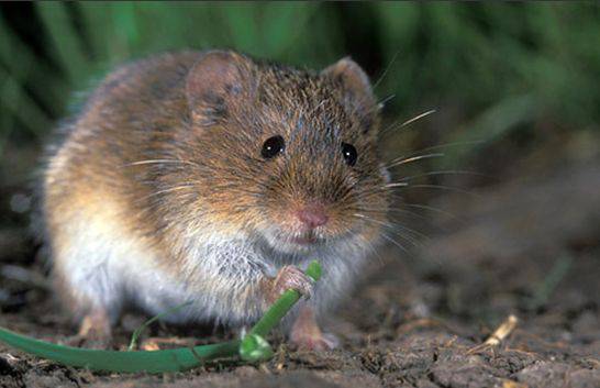 点击大图看下一张：加洛特田鼠吃嫩叶图片