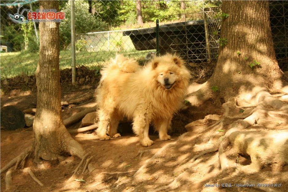 点击大图看下一张：强壮的金黄松狮犬室外图片