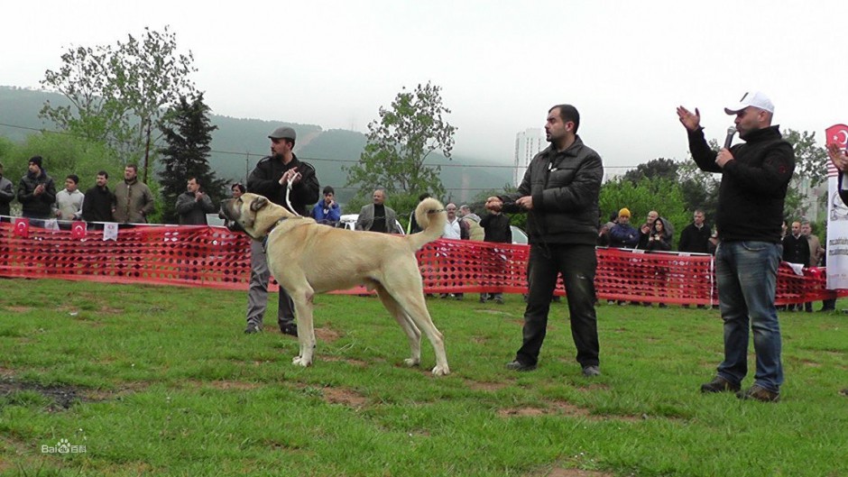 点击大图看下一张：土耳其坎血统纯正的高犬图片