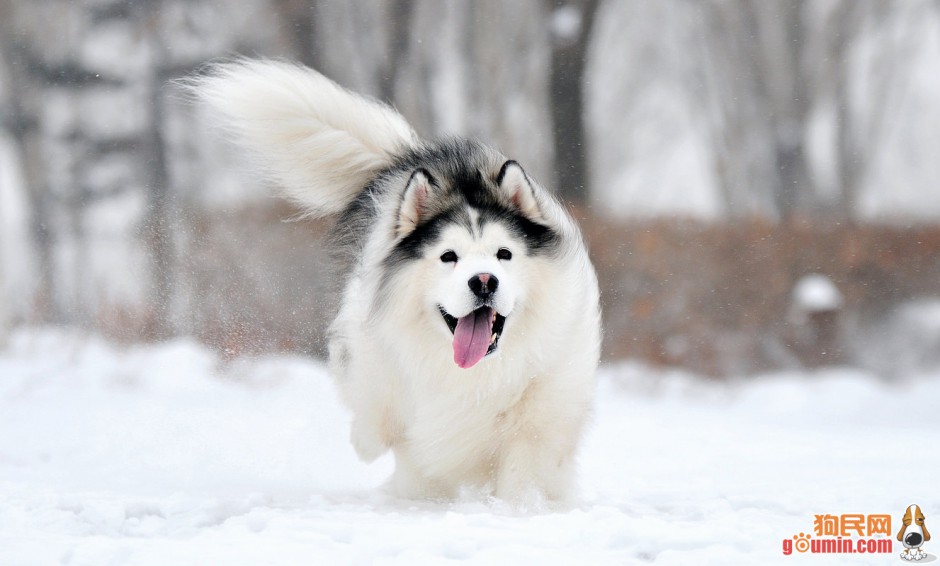点击大图看下一张：白色雪橇犬雪地奔跑图片
