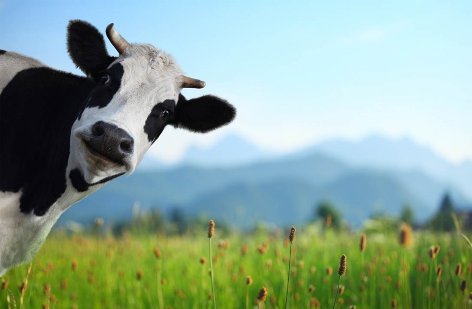 点击大图看下一张：草原上可爱的奶牛图片