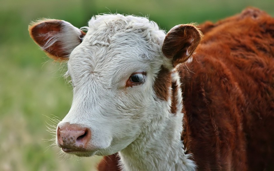 点击大图看下一张：高清动物壁纸图片草地奶牛可爱呆萌