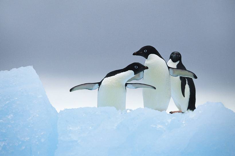 点击大图看下一张：温馨企鹅家庭高清图片