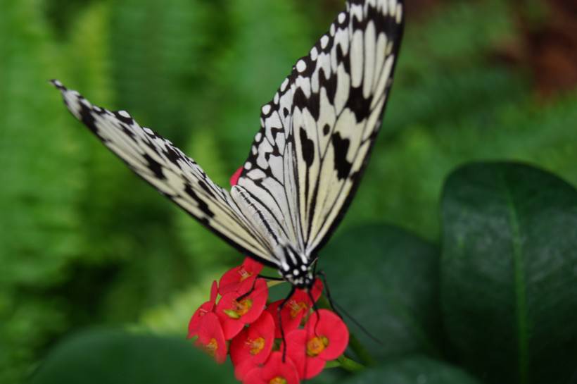 点击大图看下一张：蝴蝶图片唯美绚丽