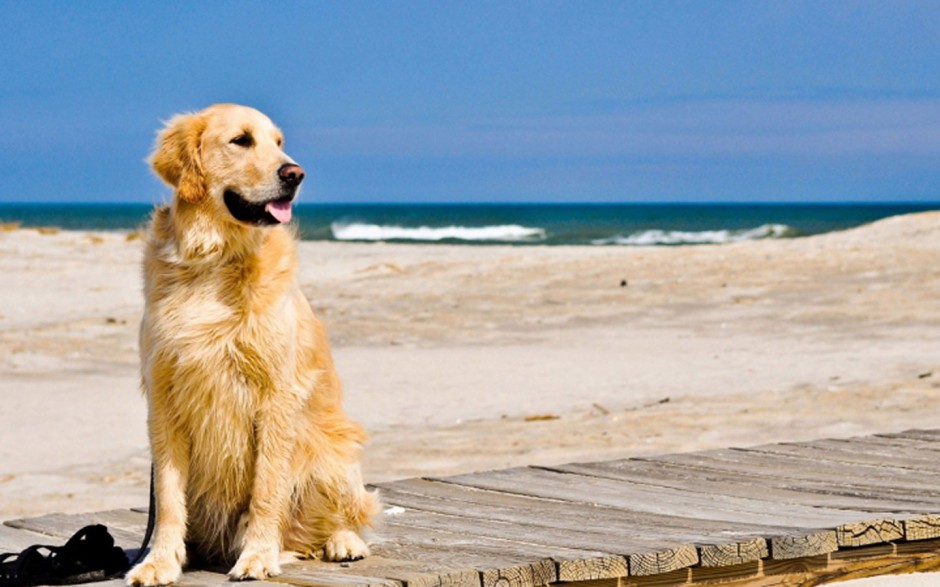 点击大图看下一张：海边玩耍的美式金毛狗图片