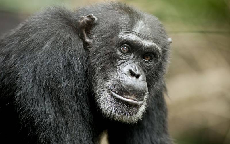 点击大图看下一张：呆呆的黑猩猩高清壁纸