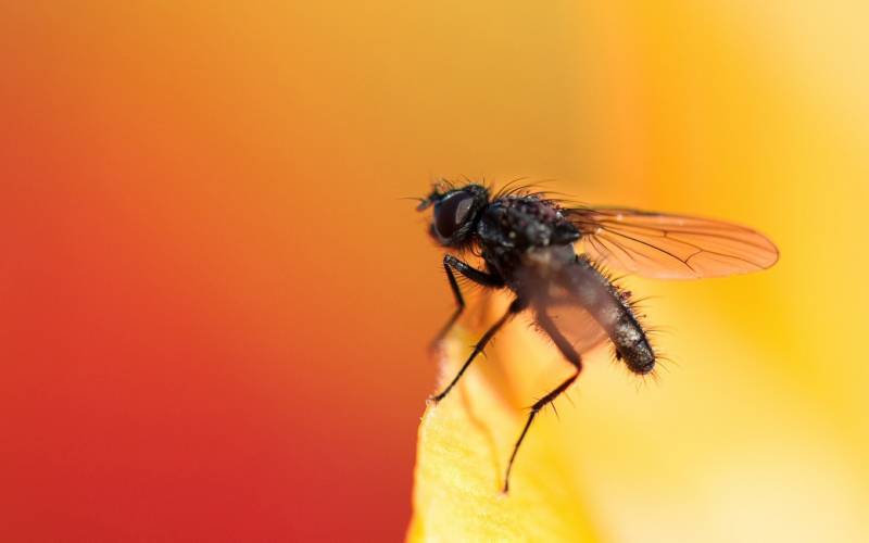 点击大图看下一张：杂食性昆虫苍蝇图片