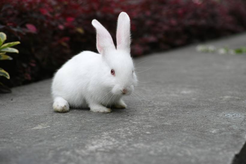 点击大图看下一张：空地上吃草的萌哒哒小兔图片