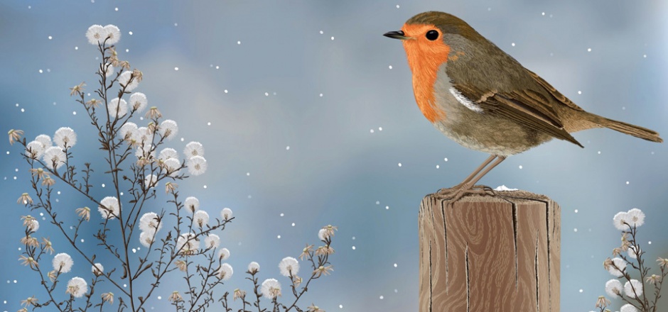 点击大图看下一张：寒冬常见的鸟类高清图片