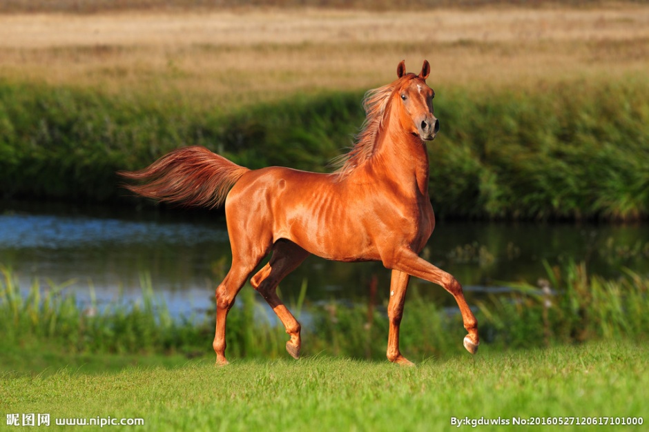 点击大图看下一张：草原上奔跑的骏马高清图片