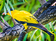 金黄鹂鸟鸣声婉转图片