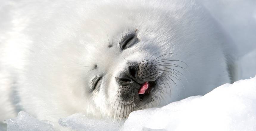 点击大图看下一张：表情无辜呆萌的白海豹图片