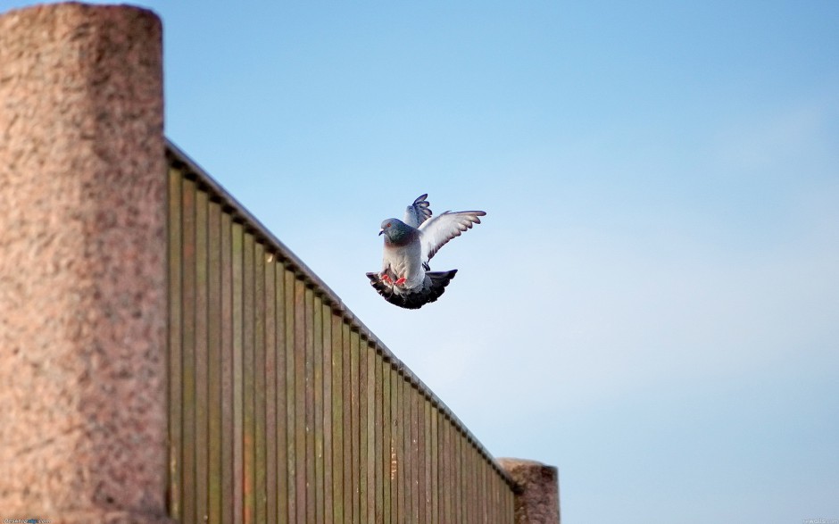 点击大图看下一张：身姿矫健的荷兰信鸽图片